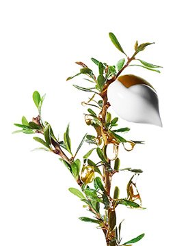 Bio-Inhaltsstoff-Argan-Pflanze-kl